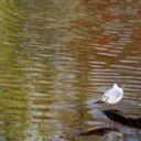 aniusz-bird-3799360